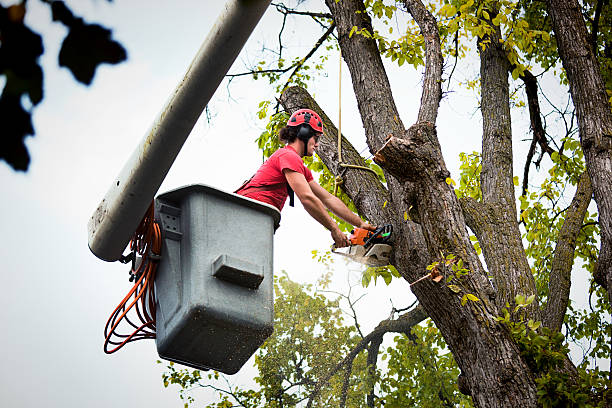 Best Tree Mulching  in Princeton Junction, NJ